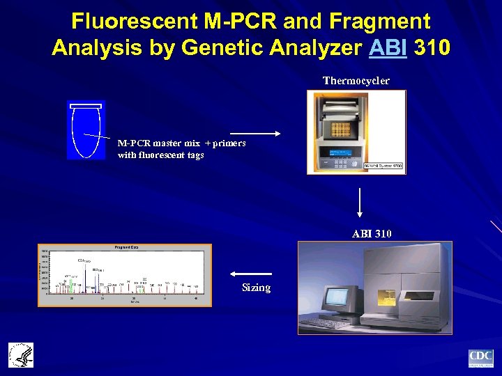 Fluorescent M-PCR and Fragment Analysis by Genetic Analyzer ABI 310 Thermocycler M-PCR master mix