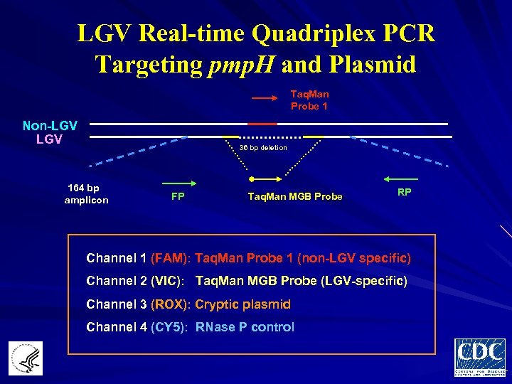 LGV Real-time Quadriplex PCR Targeting pmp. H and Plasmid Taq. Man Probe 1 Non-LGV