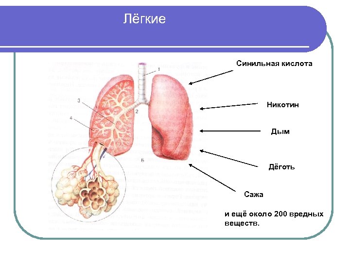 Лёгкие Синильная кислота Никотин Дым Дёготь Сажа и ещё около 200 вредных веществ. 