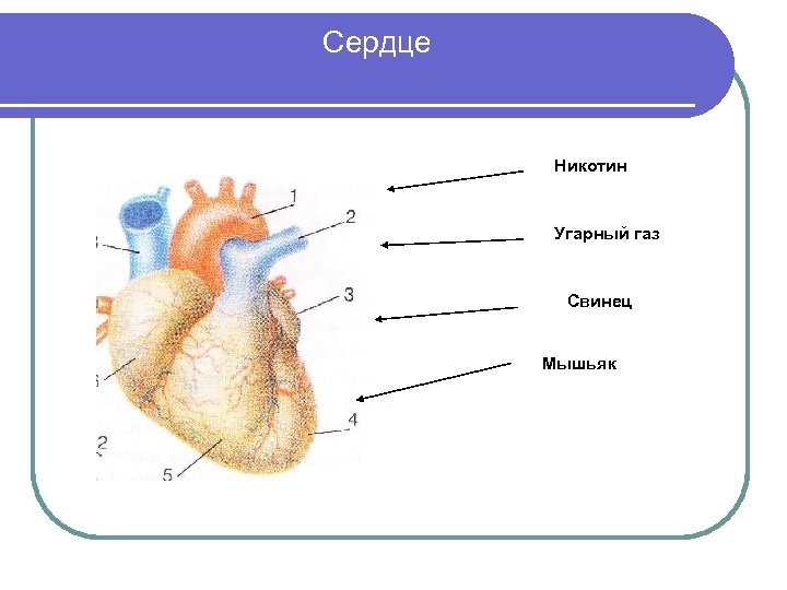 Сердце Никотин Угарный газ Свинец Мышьяк 