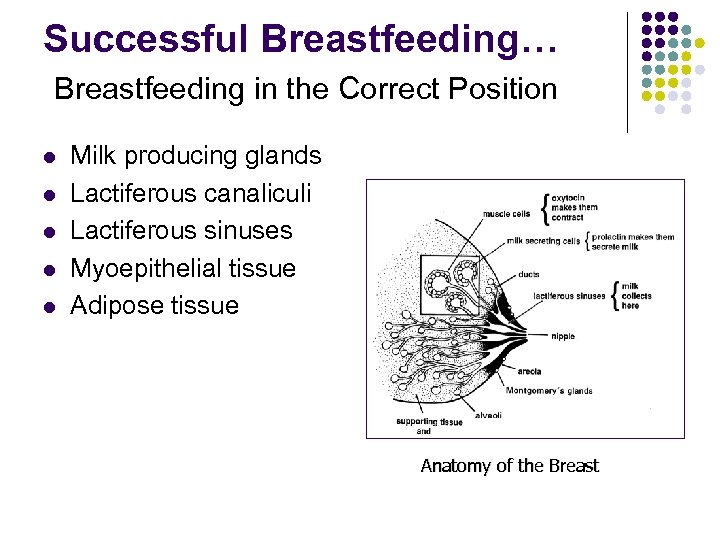 Successful Breastfeeding… Breastfeeding in the Correct Position l l l Milk producing glands Lactiferous