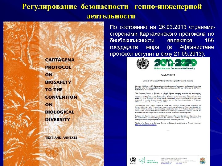  Регулирование безопасности генно-инженерной деятельности По состоянию на 26. 03. 2013 странамисторонами Картахенского протокола