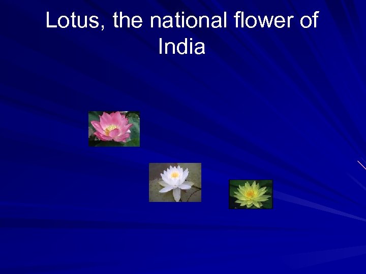 Lotus, the national flower of India 
