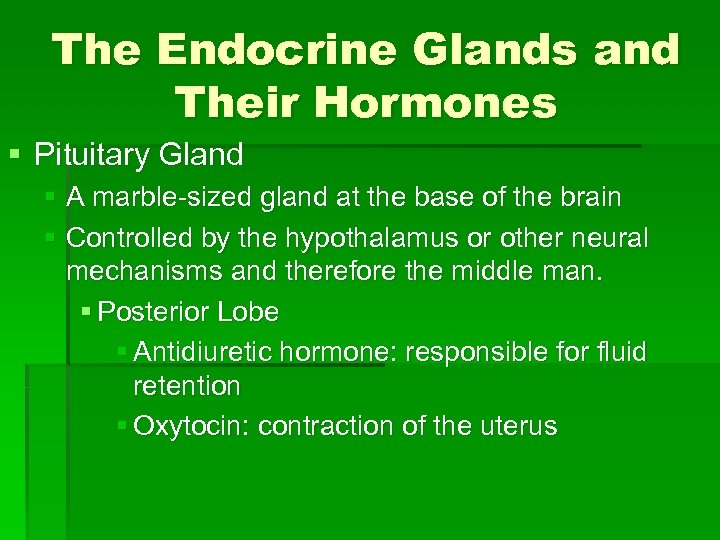 The Endocrine Glands and Their Hormones § Pituitary Gland § A marble-sized gland at