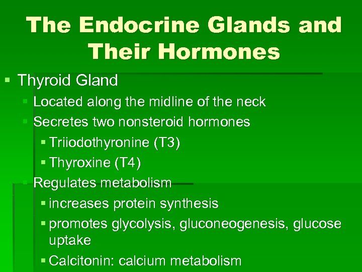The Endocrine Glands and Their Hormones § Thyroid Gland § Located along the midline