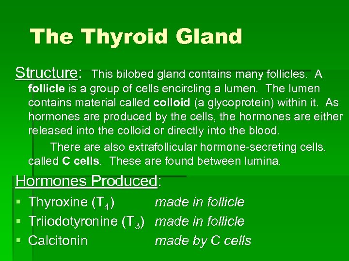 The Thyroid Gland Structure: This bilobed gland contains many follicles. A follicle is a