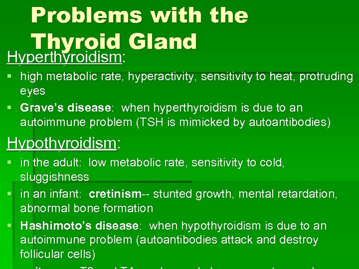 Problems with the Thyroid Gland Hyperthyroidism: § high metabolic rate, hyperactivity, sensitivity to heat,
