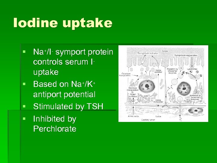 Iodine uptake § Na+/I- symport protein controls serum Iuptake § Based on Na+/K+ antiport