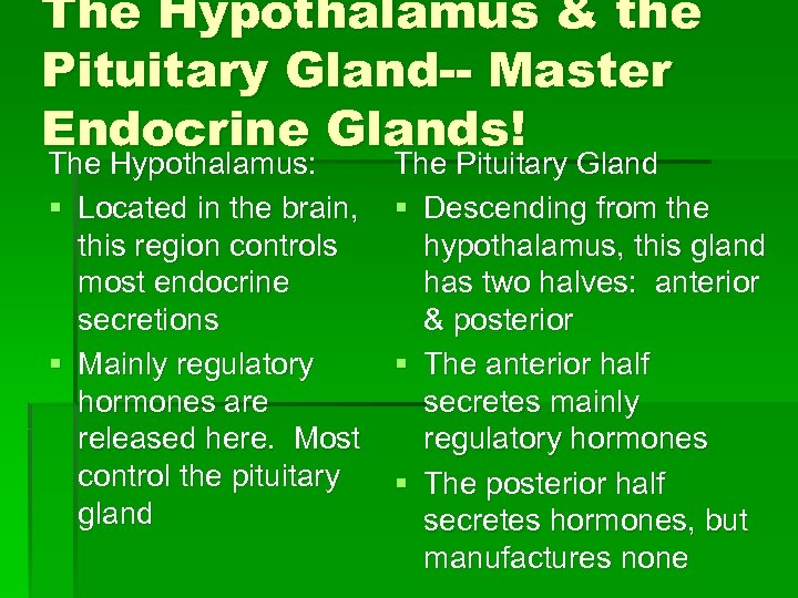 The Hypothalamus & the Pituitary Gland-- Master Endocrine Glands! The Hypothalamus: § Located in
