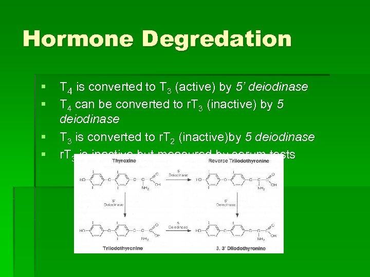 Hormone Degredation § § T 4 is converted to T 3 (active) by 5’