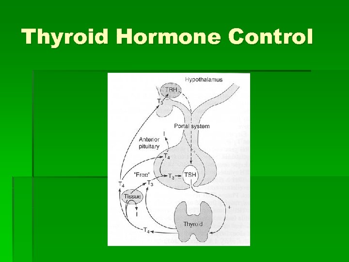 Thyroid Hormone Control 