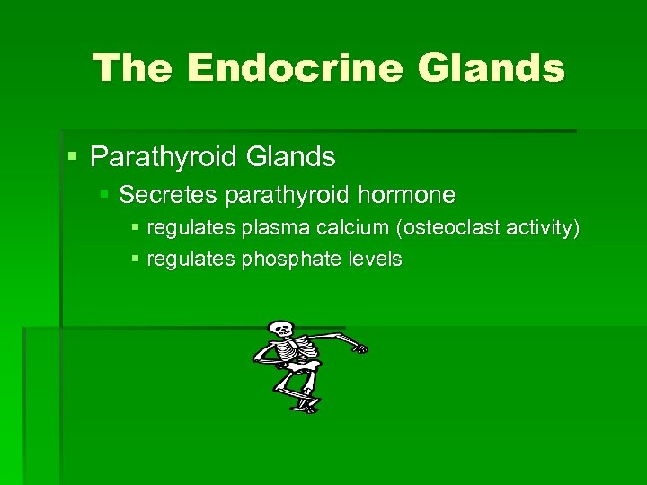 The Endocrine Glands § Parathyroid Glands § Secretes parathyroid hormone § regulates plasma calcium