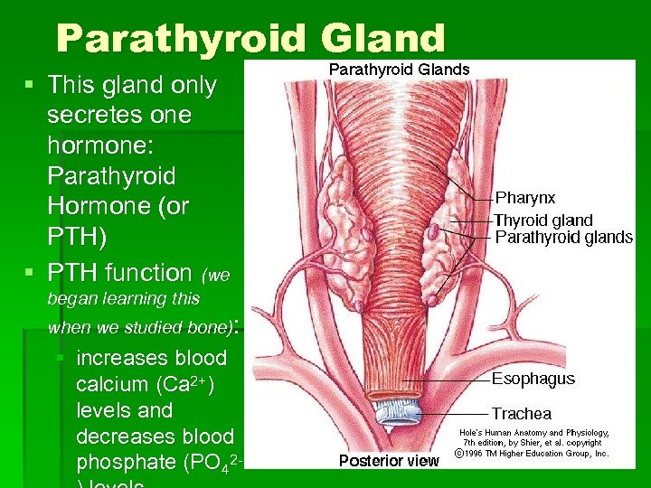 Parathyroid Gland § This gland only secretes one hormone: Parathyroid Hormone (or PTH) §