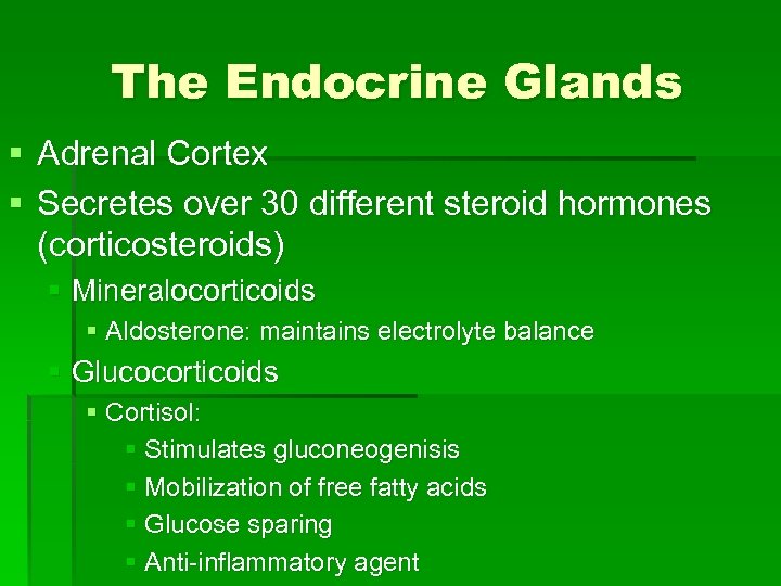The Endocrine Glands § Adrenal Cortex § Secretes over 30 different steroid hormones (corticosteroids)