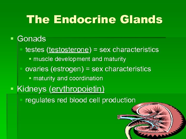 The Endocrine Glands § Gonads § testes (testosterone) = sex characteristics § muscle development