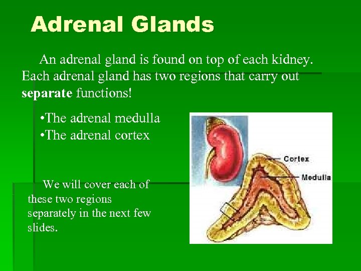 Adrenal Glands An adrenal gland is found on top of each kidney. Each adrenal