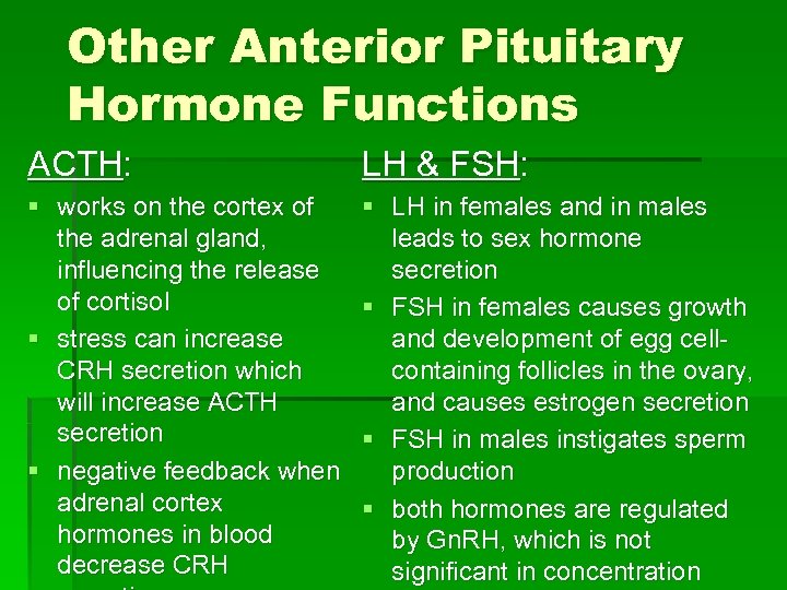 Other Anterior Pituitary Hormone Functions ACTH: LH & FSH: § works on the cortex