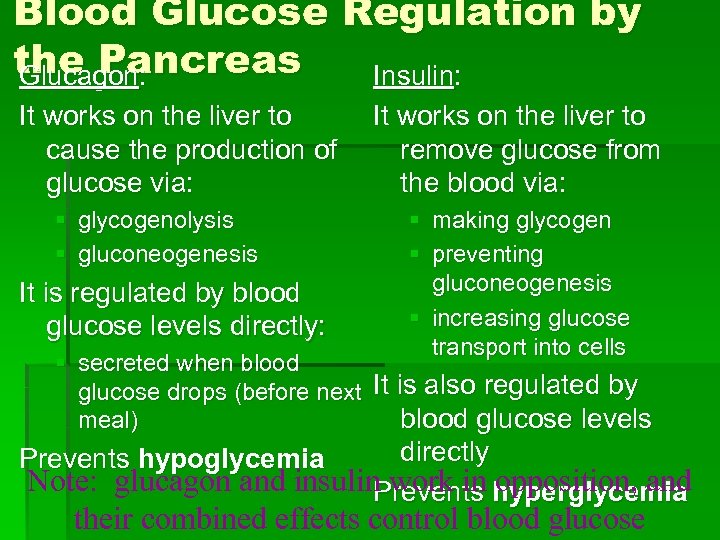 Blood Glucose Regulation by the Pancreas Glucagon: Insulin: It works on the liver to