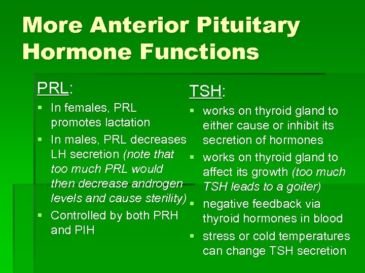 More Anterior Pituitary Hormone Functions PRL: TSH: § In females, PRL § promotes lactation