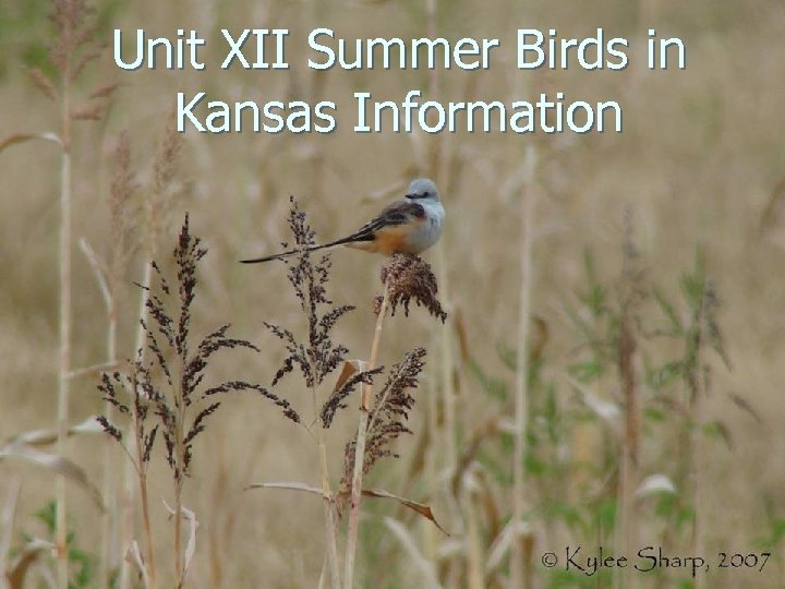 Unit XII Summer Birds in Kansas Information 
