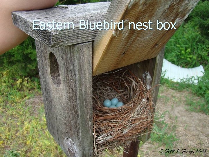 Eastern Bluebird nest box 