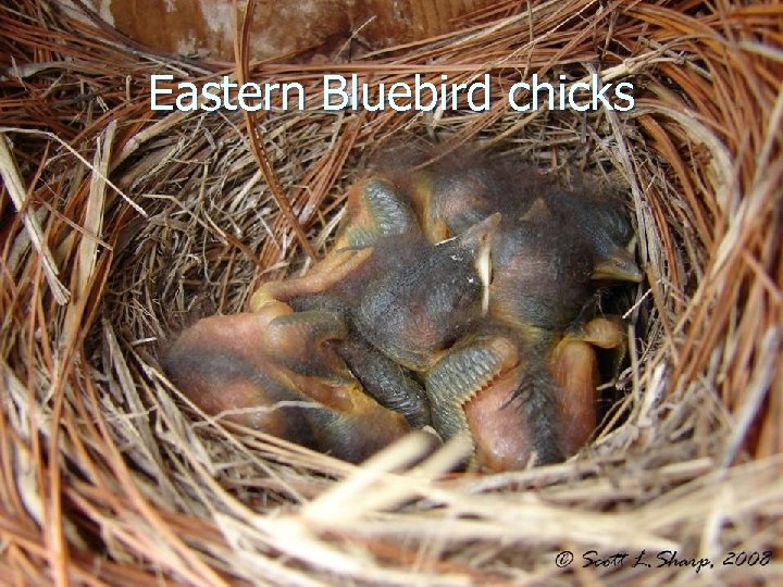 Eastern Bluebird chicks 