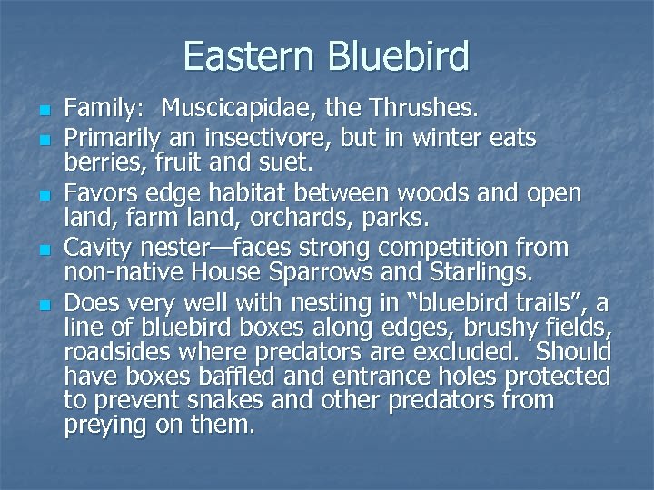 Eastern Bluebird n n n Family: Muscicapidae, the Thrushes. Primarily an insectivore, but in