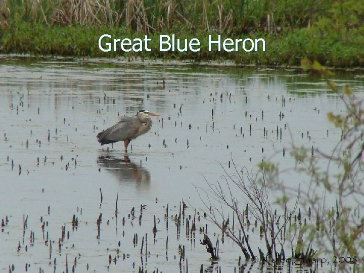 Great Blue Heron 