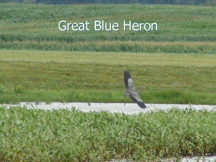 Great Blue Heron 