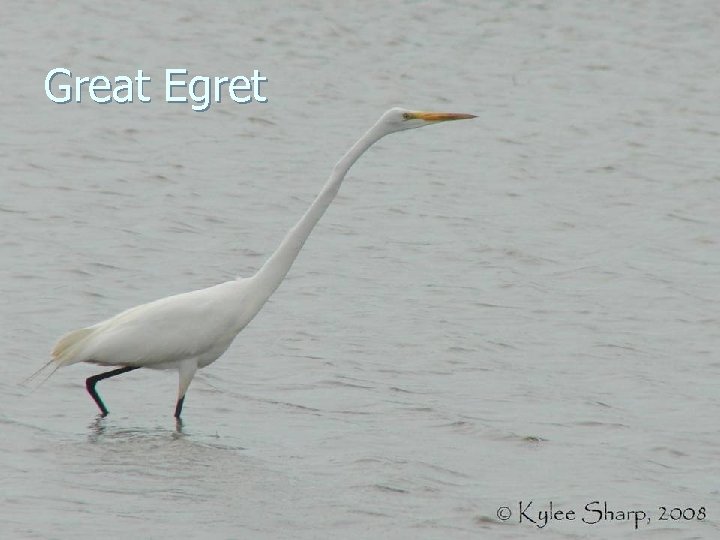 Great Egret 