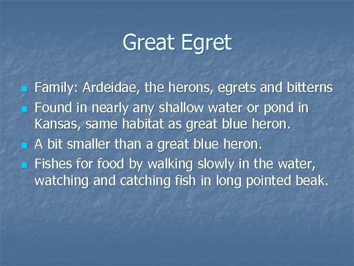 Great Egret n n Family: Ardeidae, the herons, egrets and bitterns Found in nearly