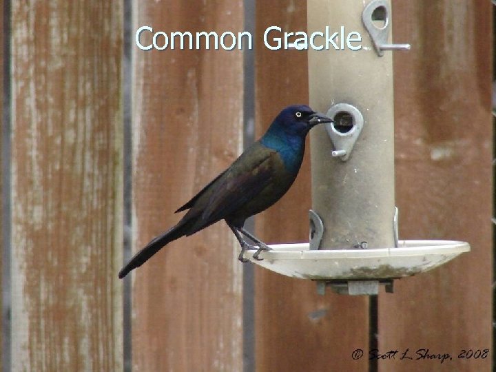 Common Grackle 