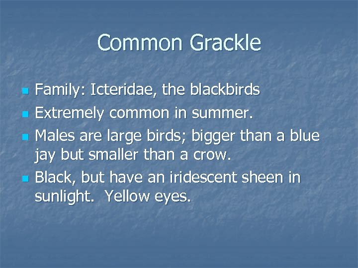 Common Grackle n n Family: Icteridae, the blackbirds Extremely common in summer. Males are
