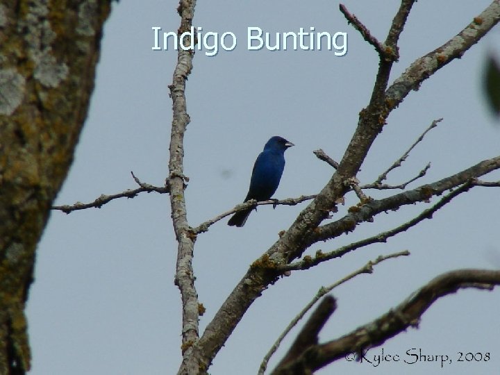 Indigo Bunting 
