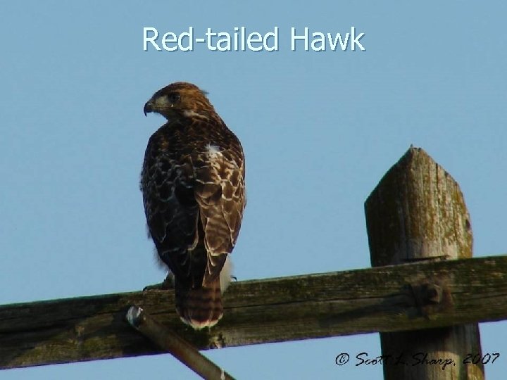 Red-tailed Hawk 