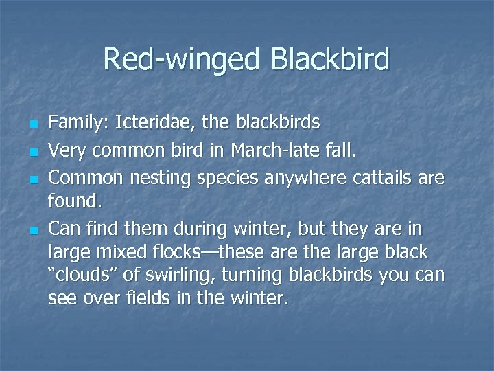Red-winged Blackbird n n Family: Icteridae, the blackbirds Very common bird in March-late fall.
