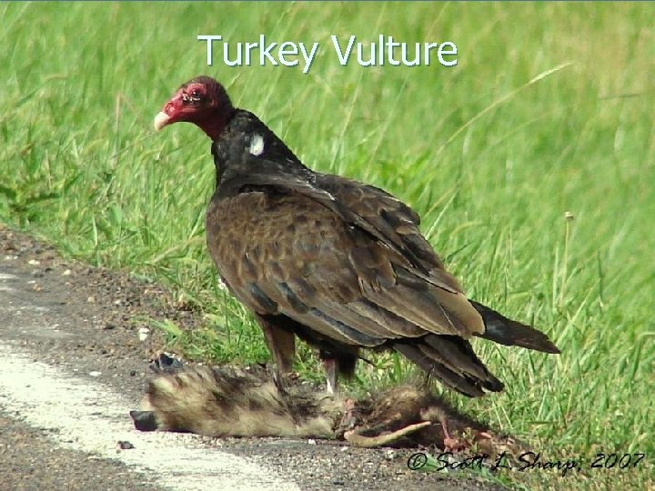 Turkey Vulture 