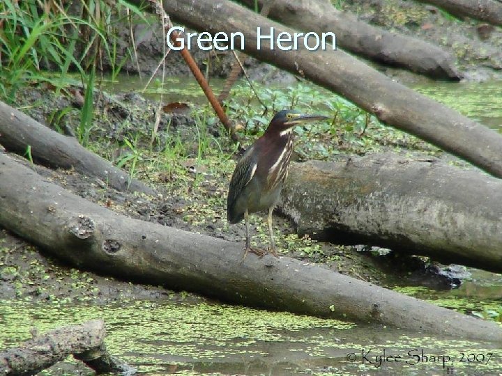 Green Heron 