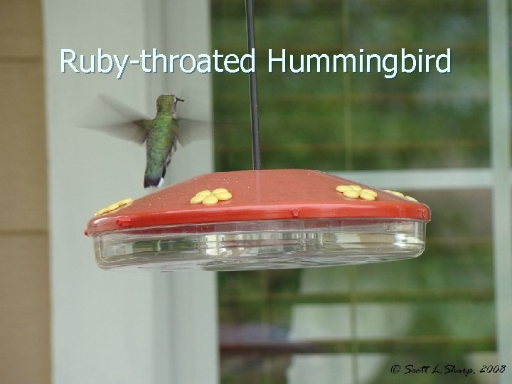 Ruby-throated Hummingbird 