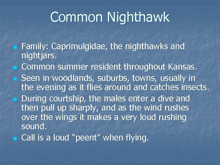 Common Nighthawk n n n Family: Caprimulgidae, the nighthawks and nightjars. Common summer resident