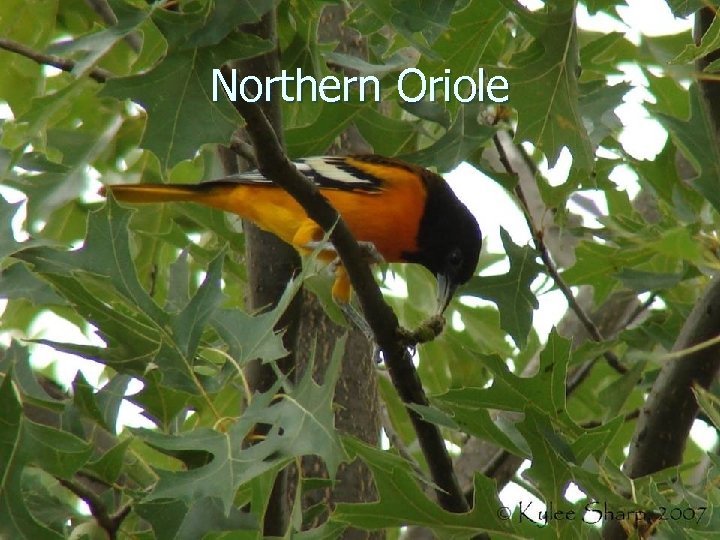 Northern Oriole 