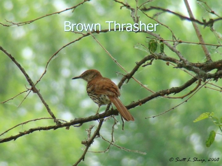 Brown Thrasher 