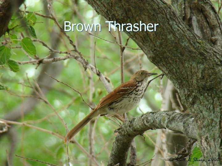 Brown Thrasher 