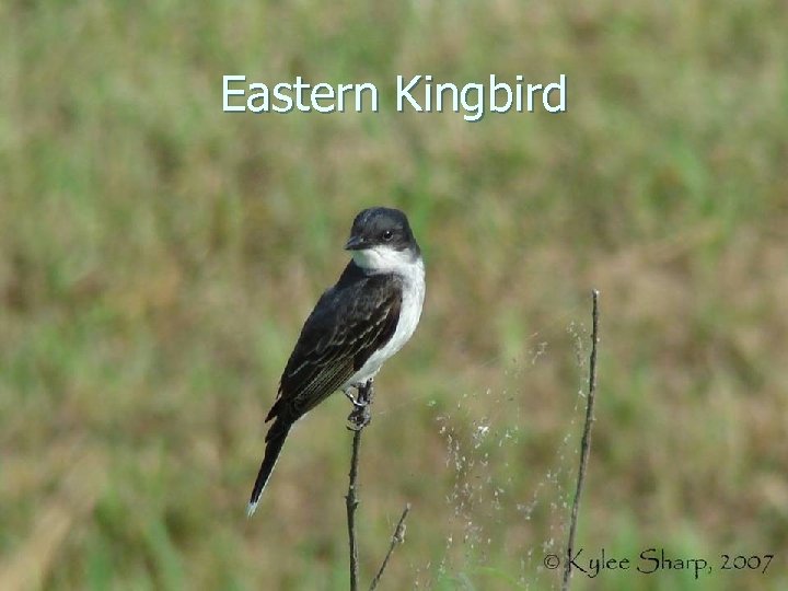 Eastern Kingbird 
