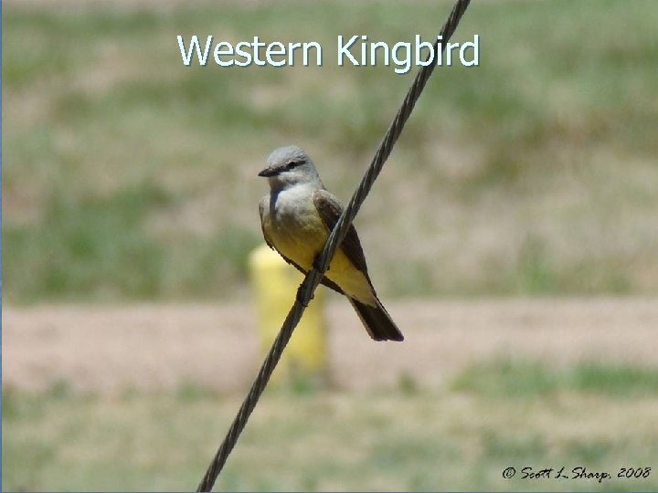 Western Kingbird 