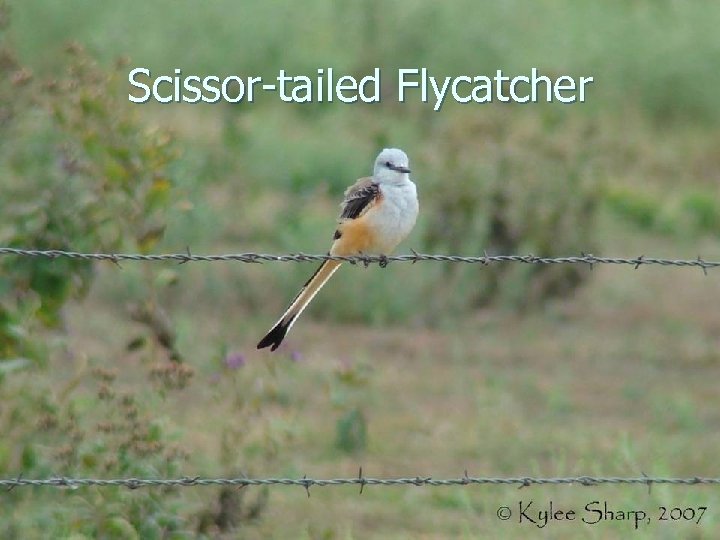 Scissor-tailed Flycatcher 