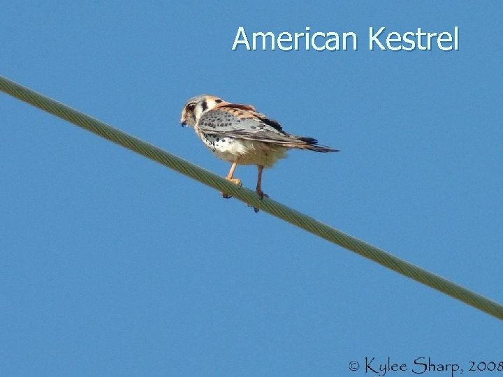 American Kestrel 