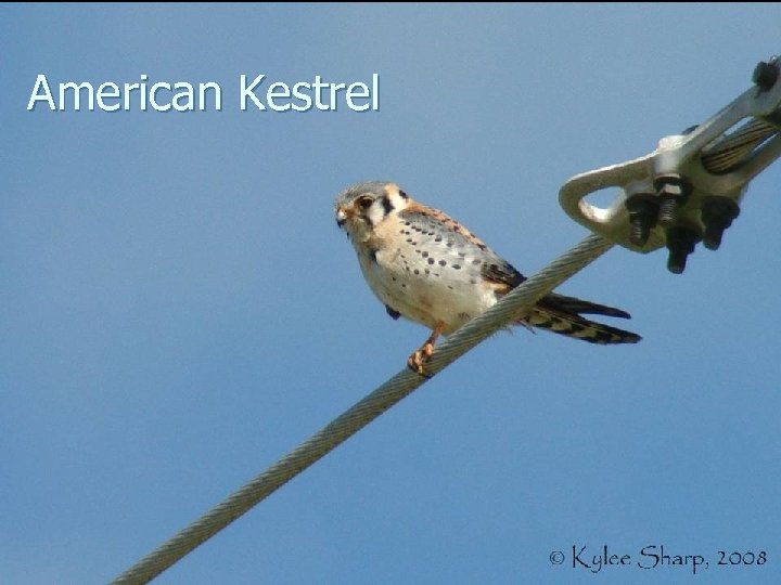 American Kestrel 