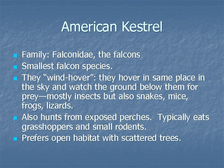 American Kestrel n n n Family: Falconidae, the falcons Smallest falcon species. They “wind-hover”: