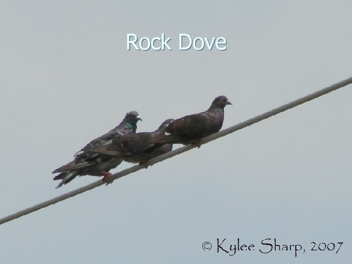 Rock Dove 